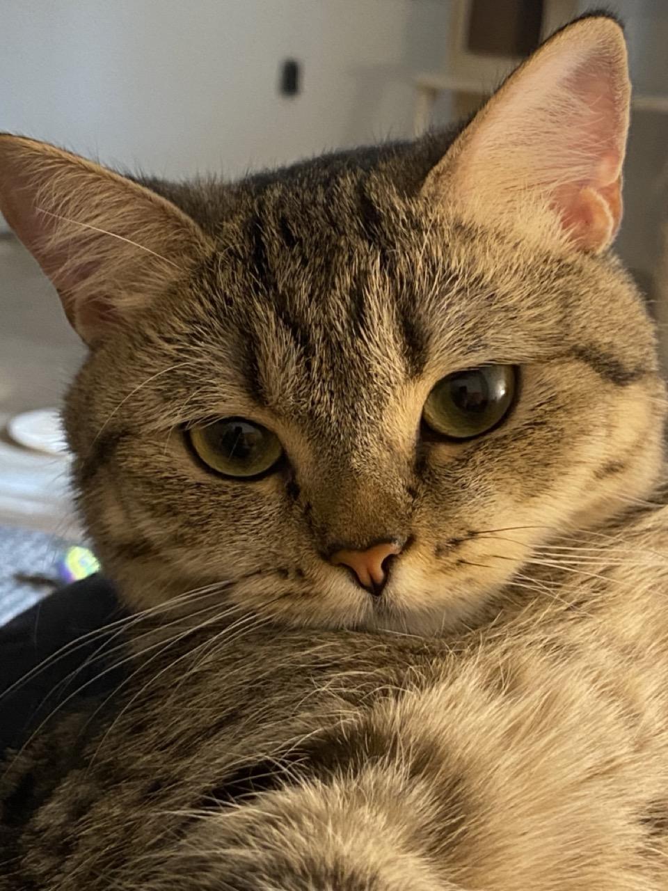 Enlarge Kitty Kat, a Adopted British Shorthair in Fairfax, VA image 3/6