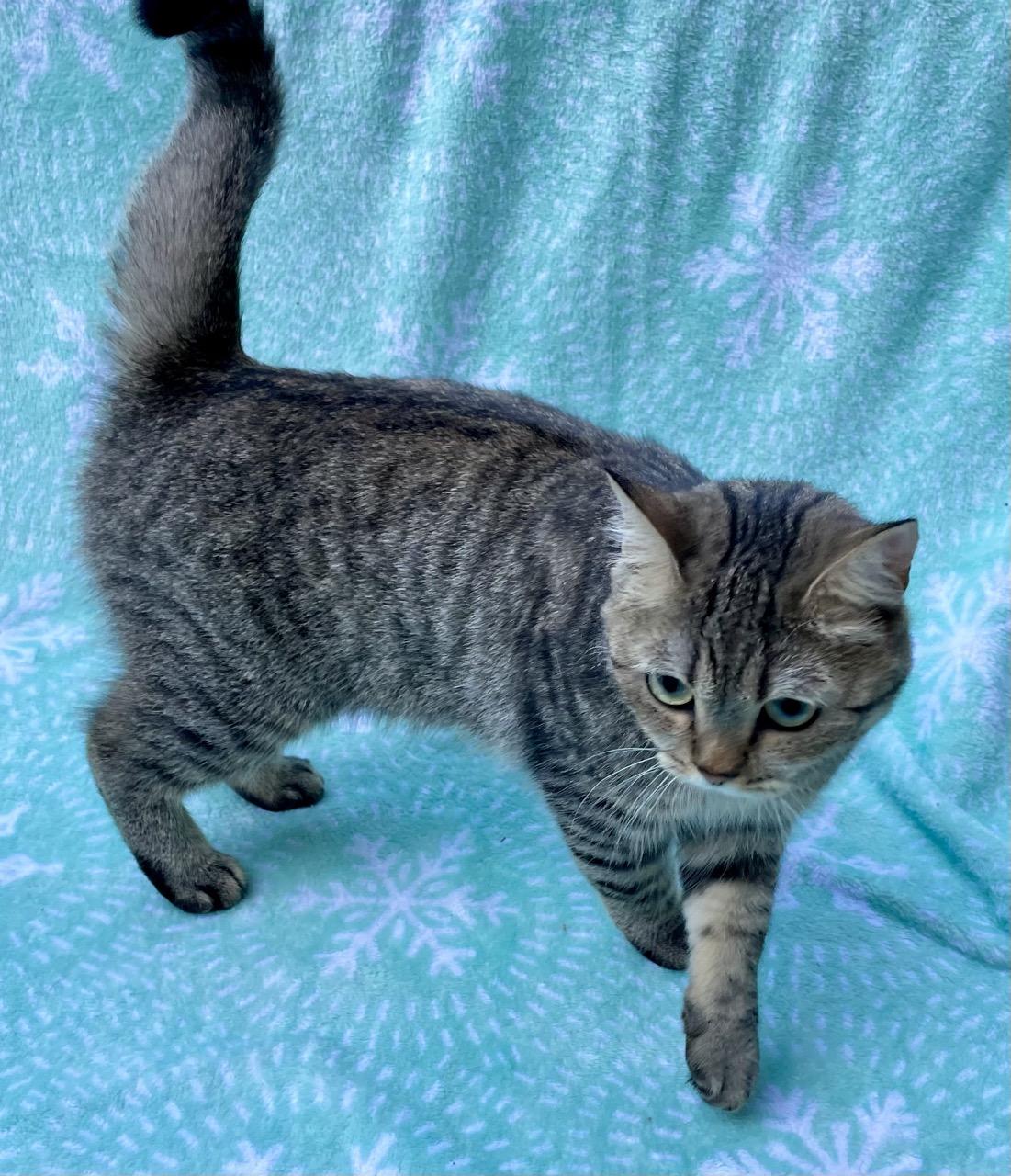 Enlarge Kitty Kat, a Adopted British Shorthair in Fairfax, VA image 6/6