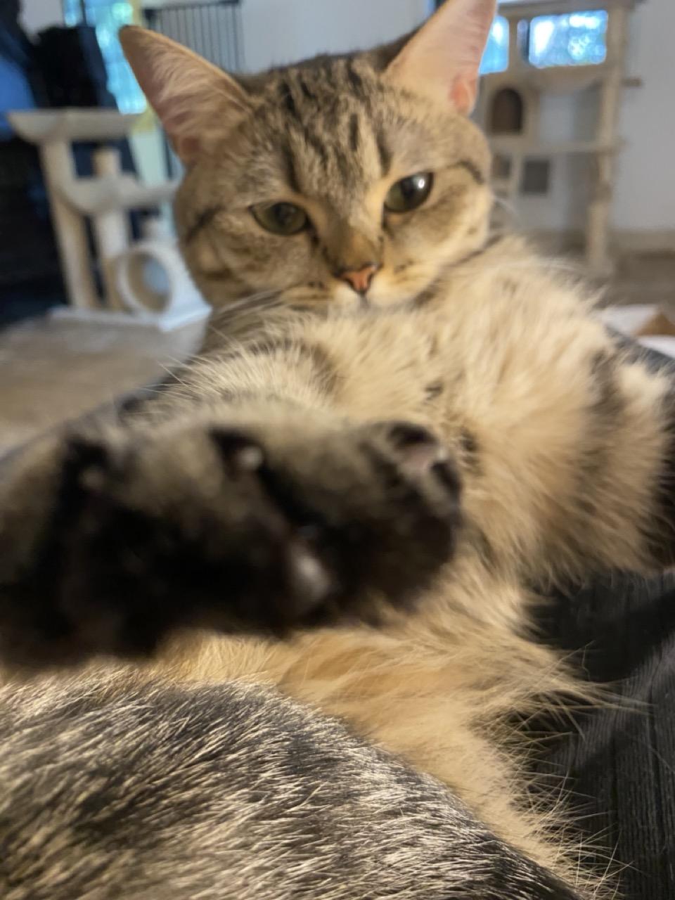 Enlarge Kitty Kat, a Adopted British Shorthair in Fairfax, VA image 5/6
