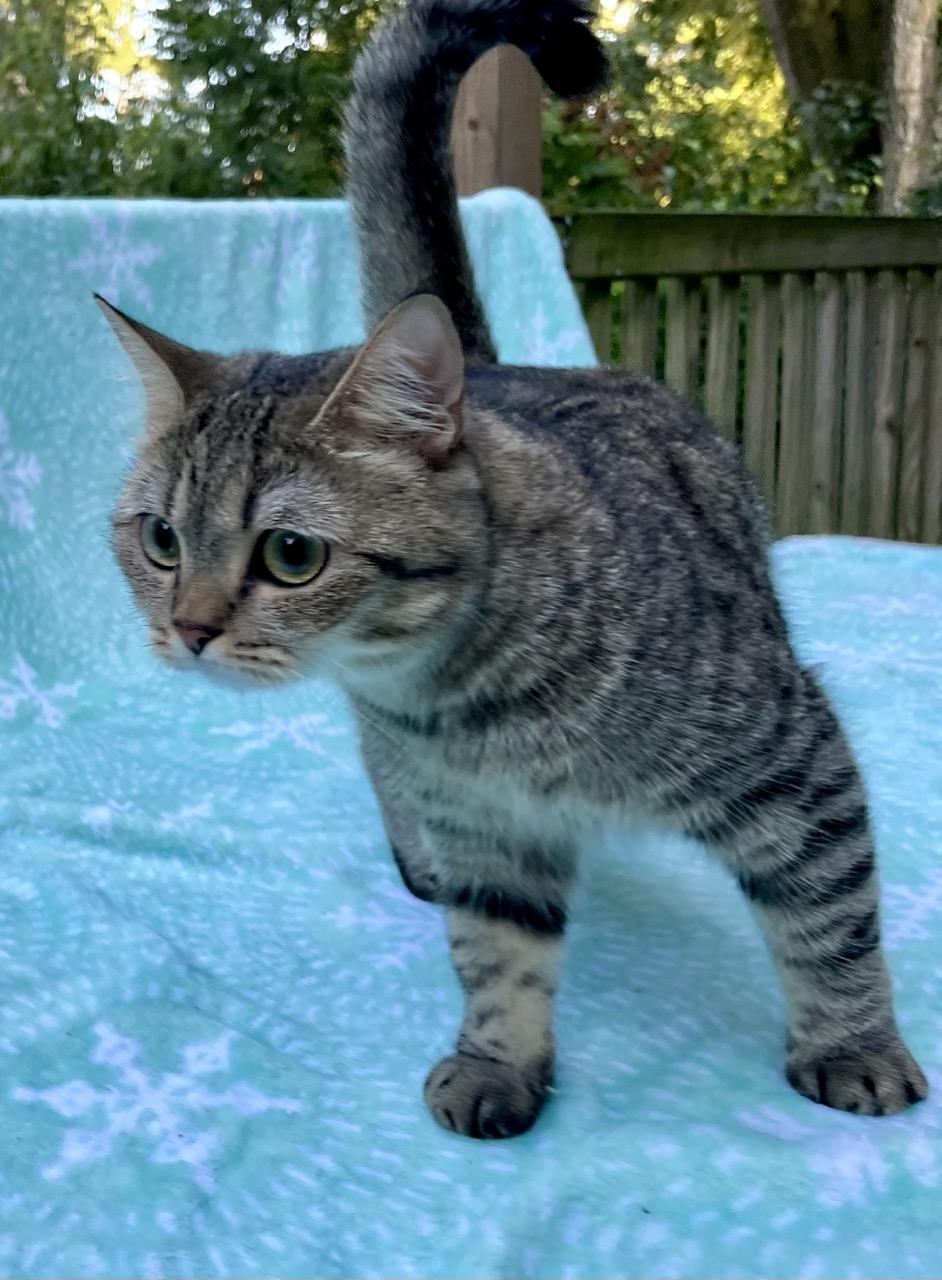 Enlarge Kitty Kat, a Adopted British Shorthair in Fairfax, VA image 4/6