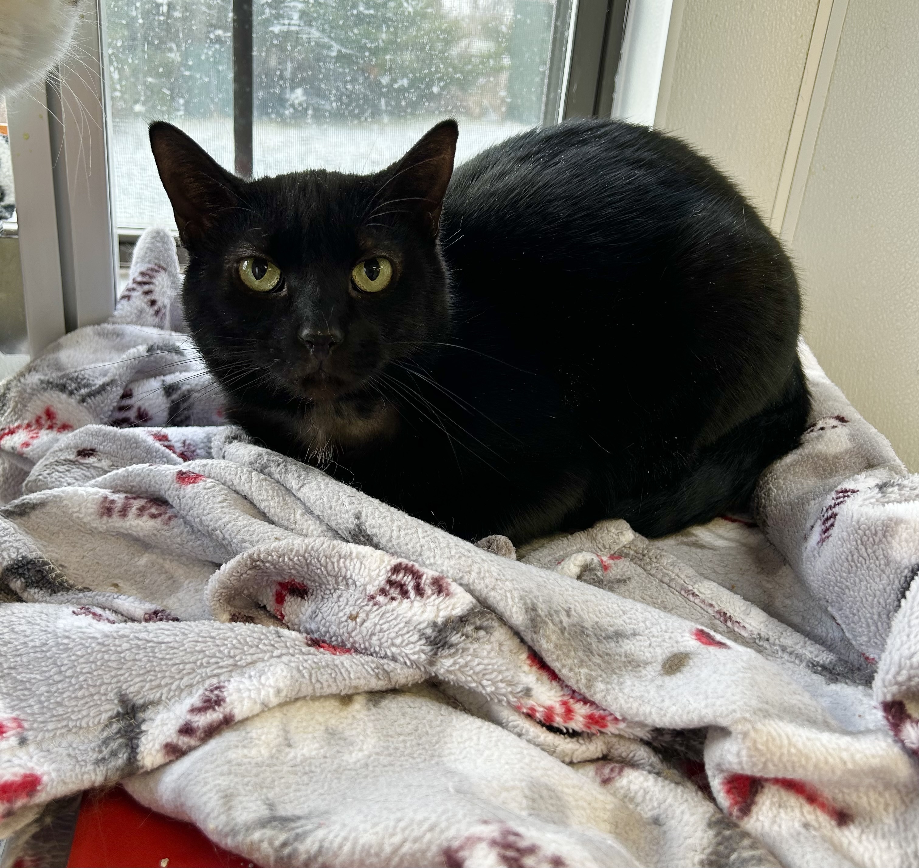 Enlarge Drax, a Adoptable Domestic Short Hair in Lansing, MI image 1/1