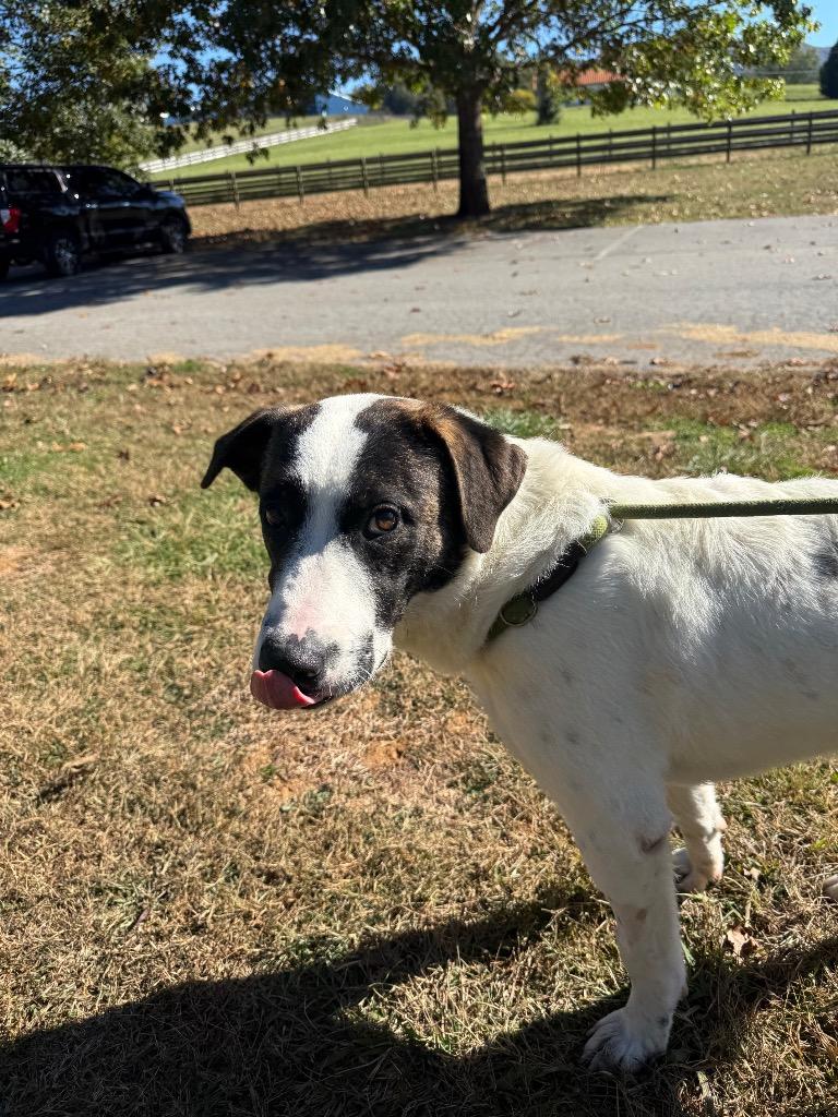 Jethro, Adoptable, Puppy Male Maremma Sheepdog.