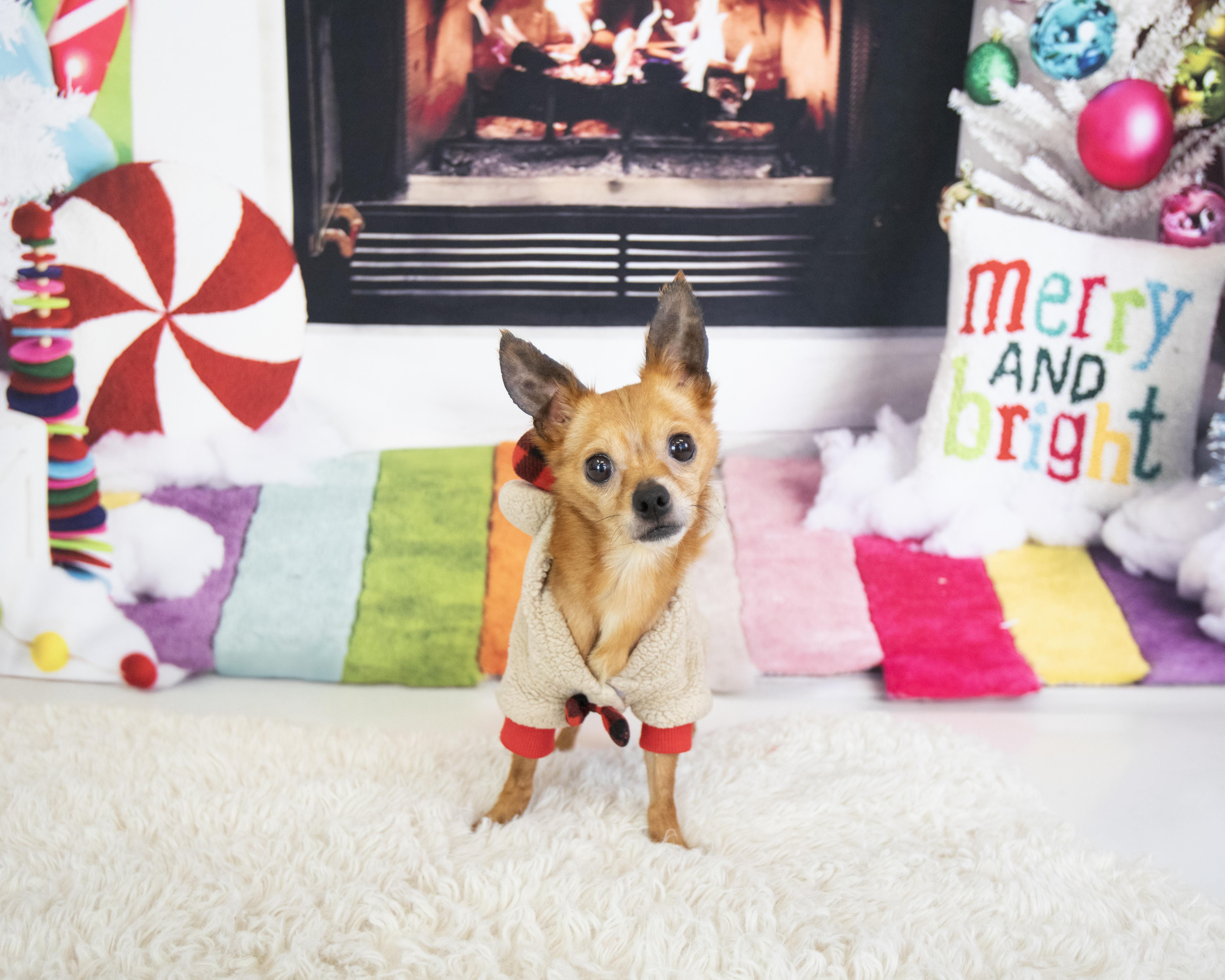 Tito, adopted, Adult Male Chihuahua.