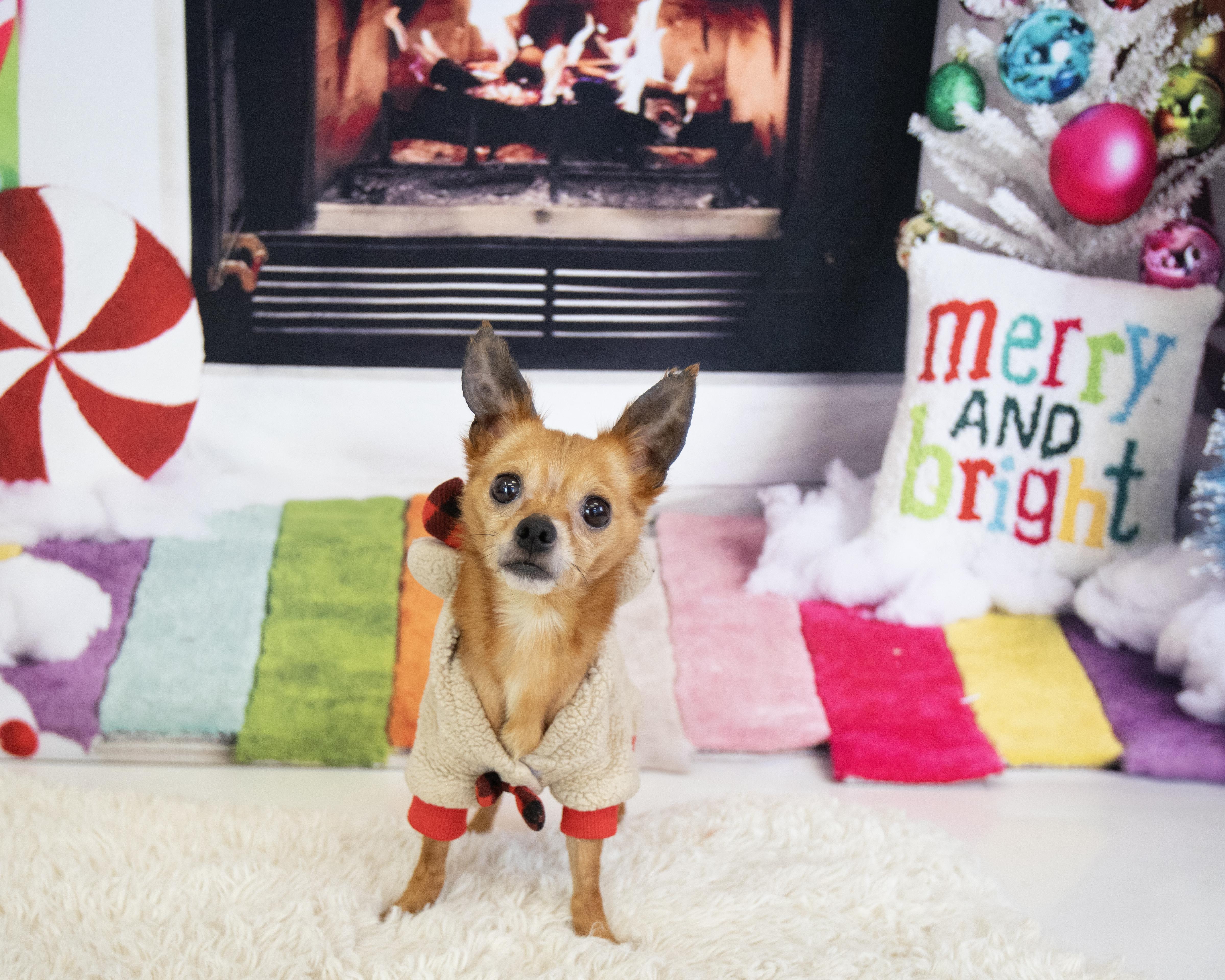 Enlarge Tito, an adopted Chihuahua in Chandler, AZ image 5/5