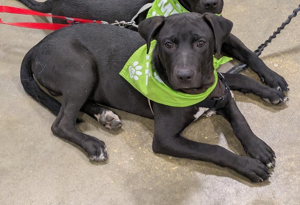 Enlarge James, a Adoptable mixed breed in Florence, SC image 1/6