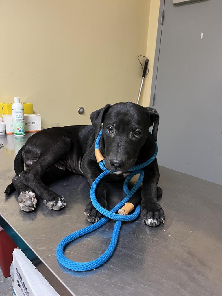 James, Adoptable, Young Male Mixed Breed.