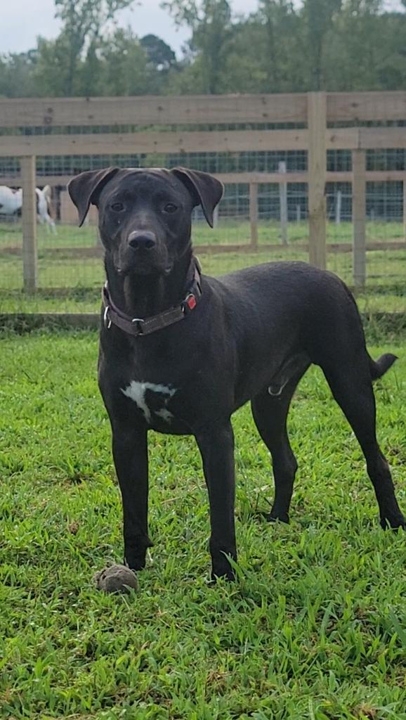 Enlarge James, a Adoptable mixed breed in Florence, SC image 5/6