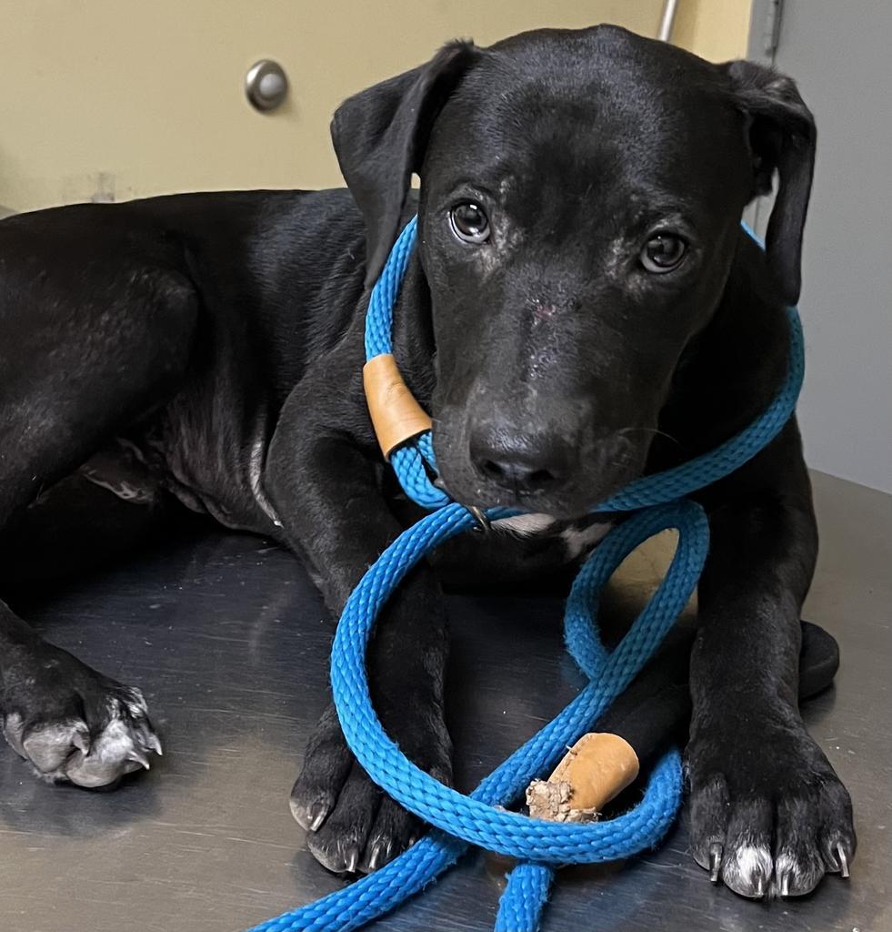 Enlarge James, a Adoptable mixed breed in Florence, SC image 5/6