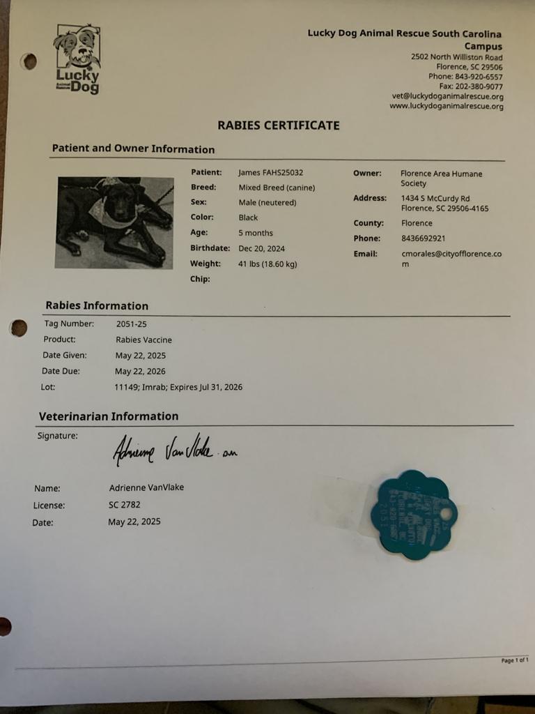 Enlarge James, a Adoptable mixed breed in Florence, SC image 6/6