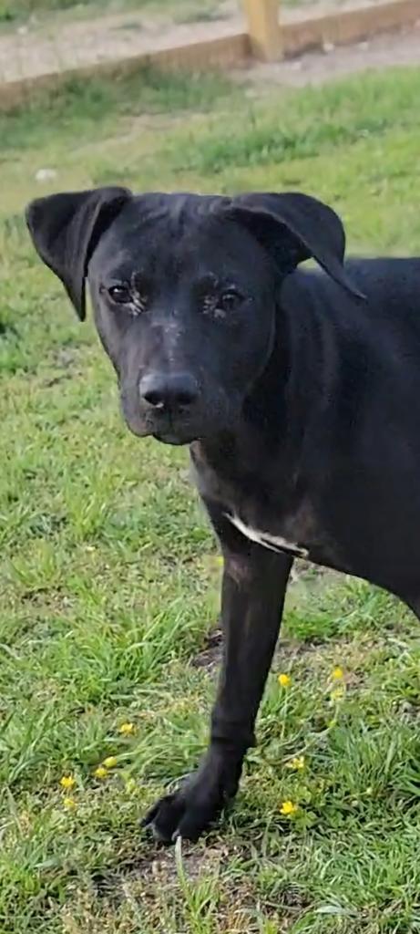 Enlarge James, a Adoptable mixed breed in Florence, SC image 6/6