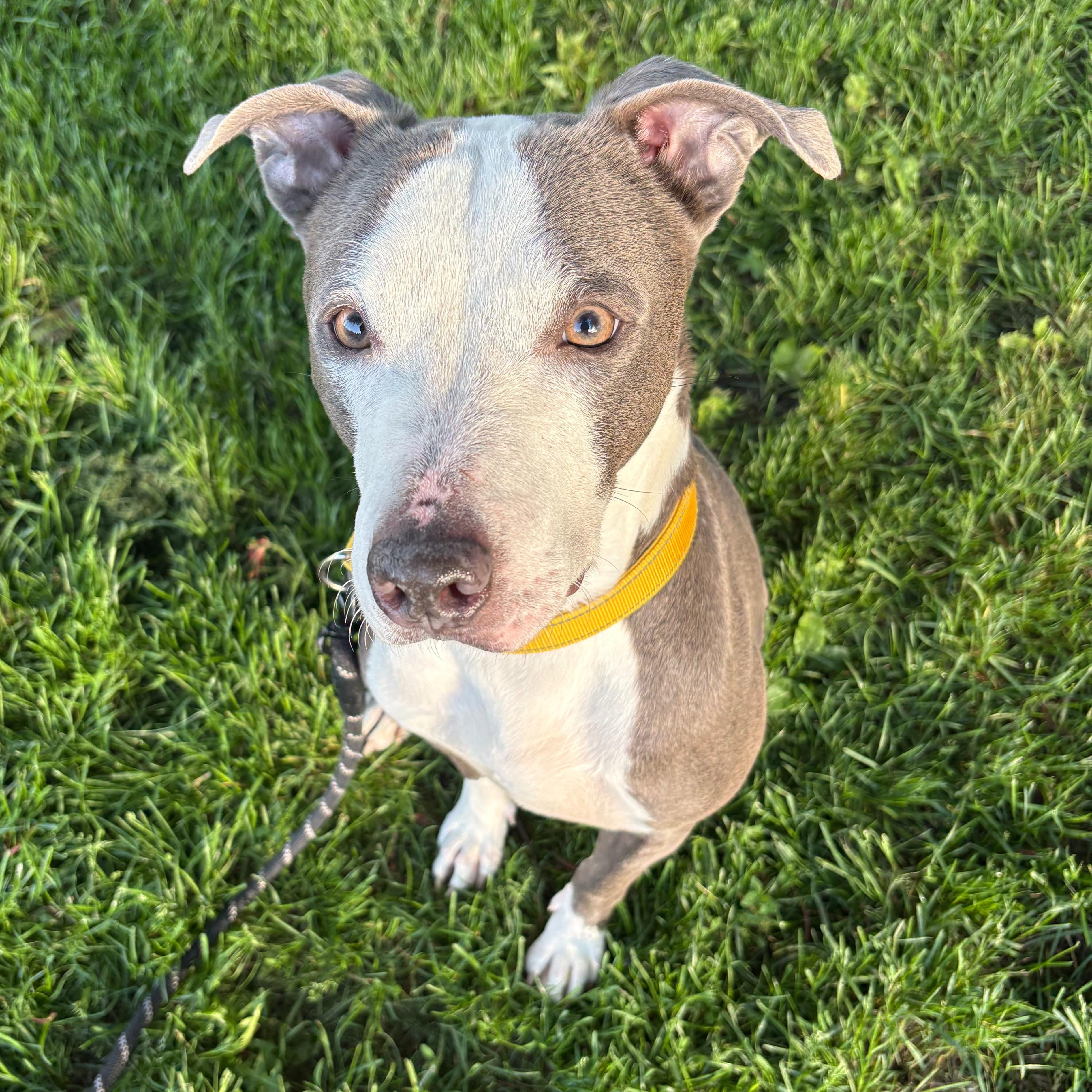 Enlarge DG, a Adoptable mixed breed in Syracuse, NY image 3/3