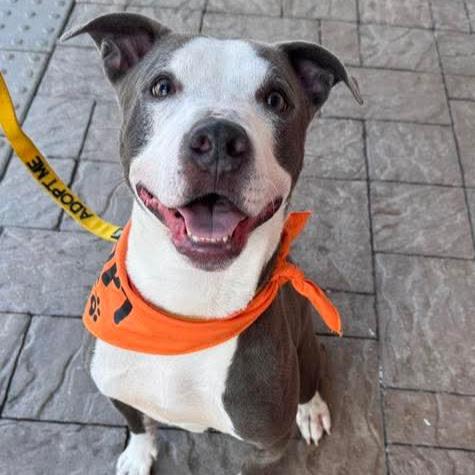 DG, Adoptable, Adult Male Terrier.