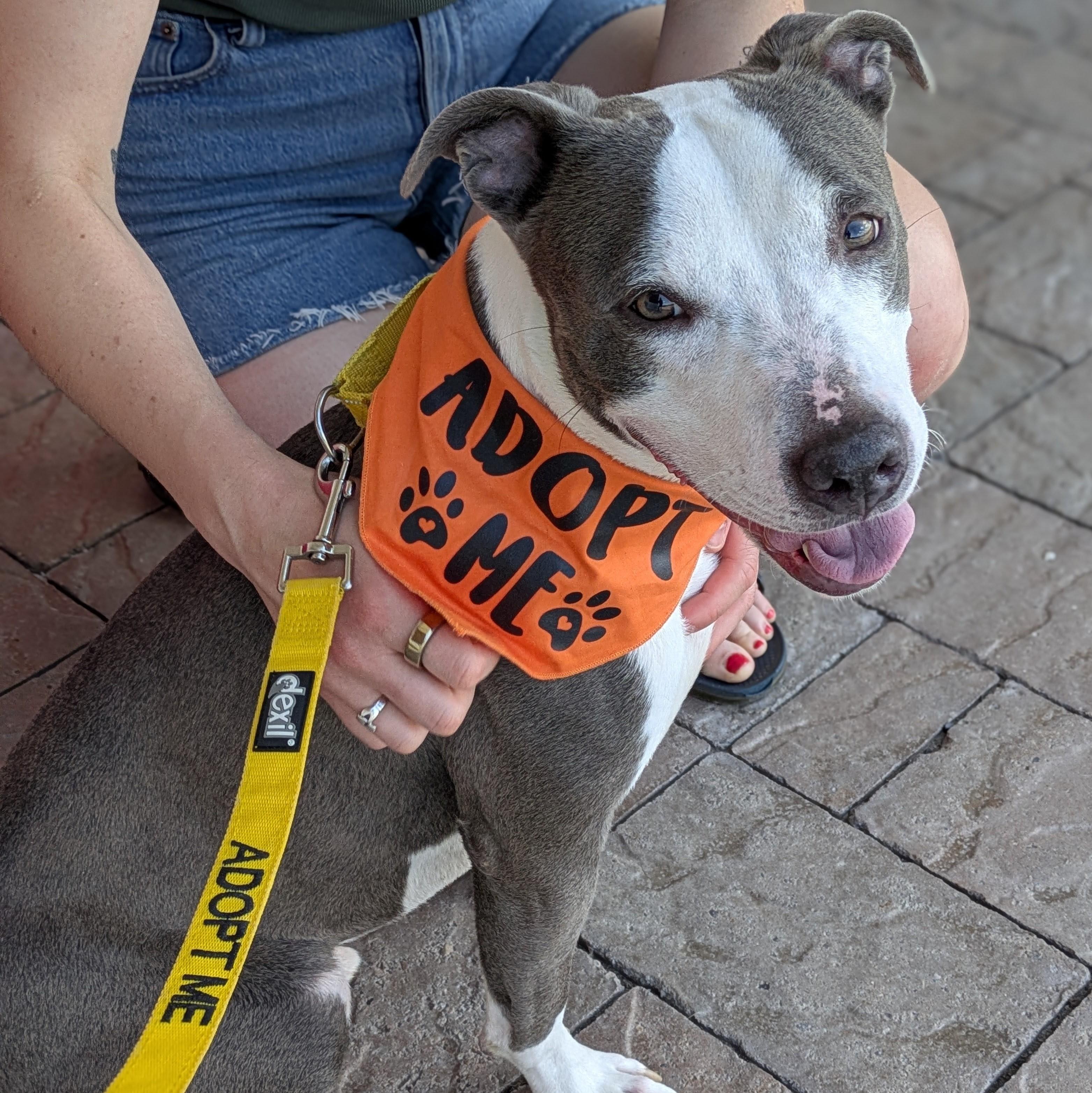 Enlarge DG, a Adoptable mixed breed in Syracuse, NY image 2/3