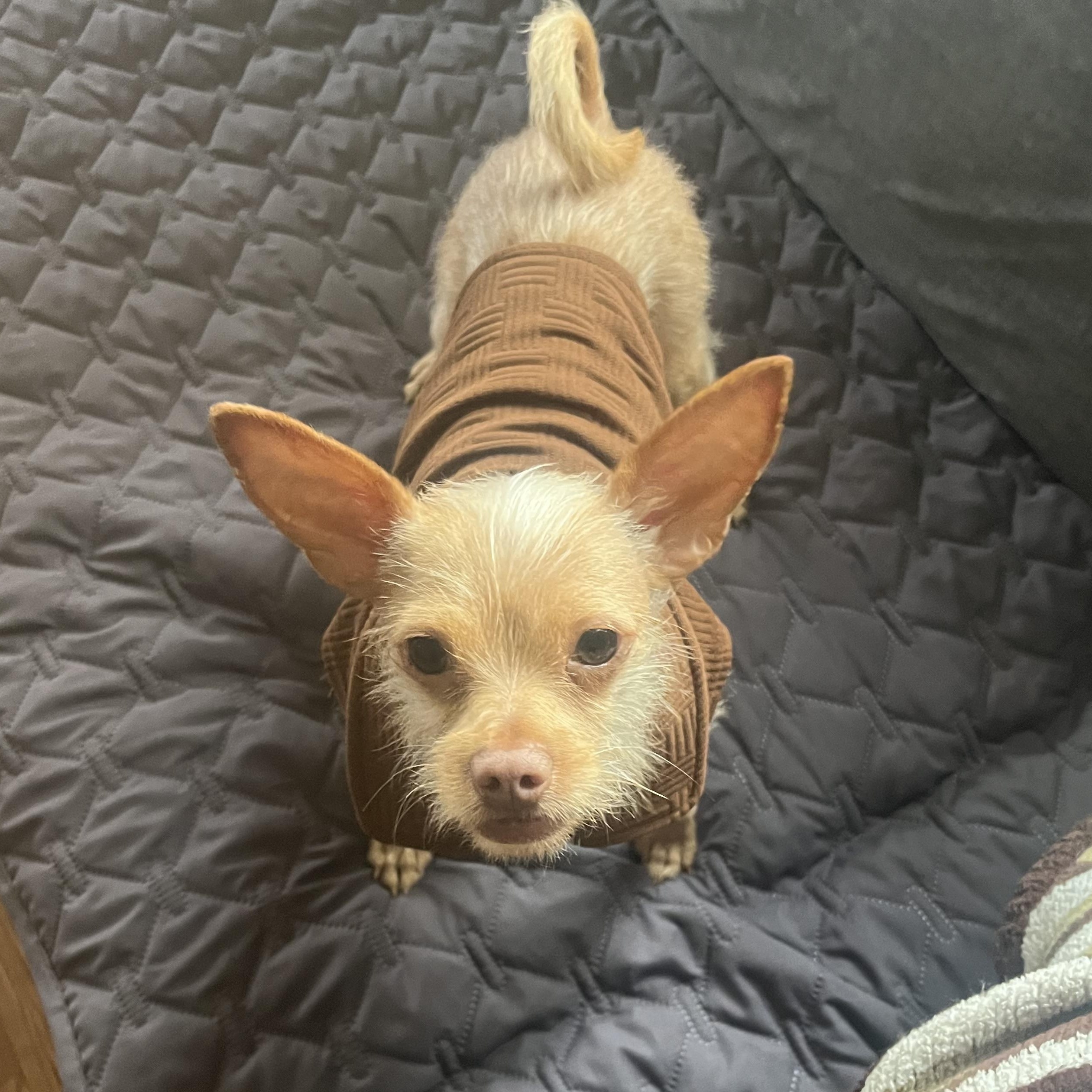 Coco ( and Mochi ), ADOPTABLE, Young Male Terrier.