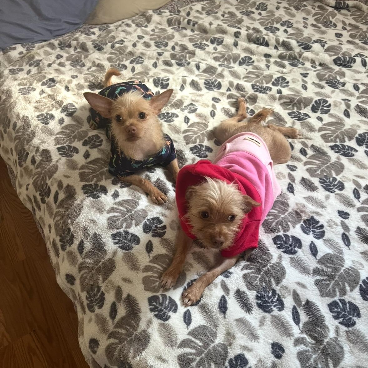 Enlarge Coco and Mochi , a ADOPTABLE Terrier in Los Angeles, CA image 4/4