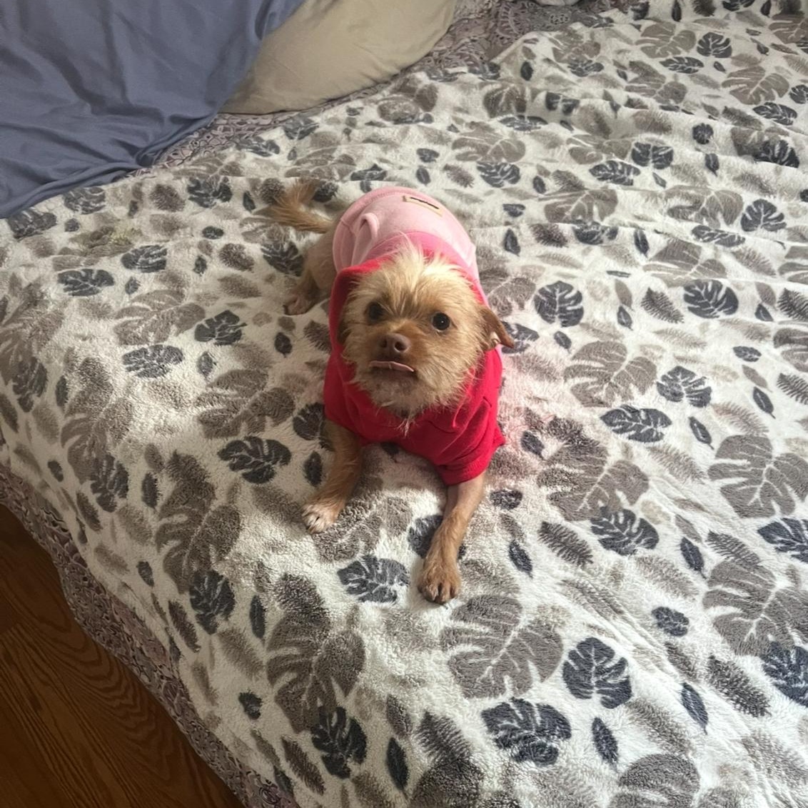 Enlarge Coco and Mochi , a ADOPTABLE Terrier in Los Angeles, CA image 3/4