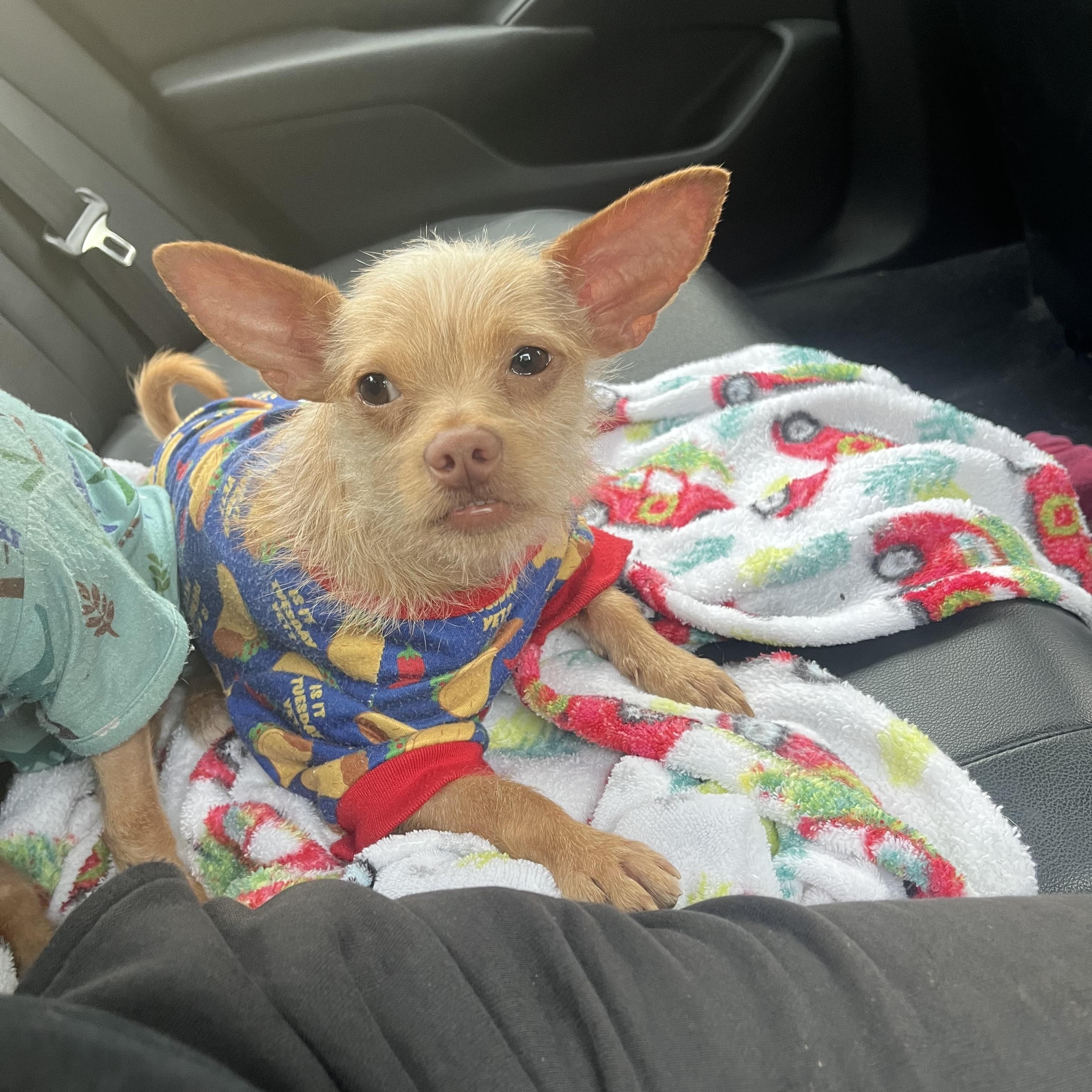 Enlarge Coco ( and Mochi ), a ADOPTABLE Terrier in Thousand Oaks, CA image 2/6