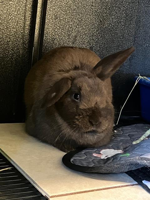 HEIDI, Adoptable, Young Female Bunny Rabbit & American Fuzzy Lop.