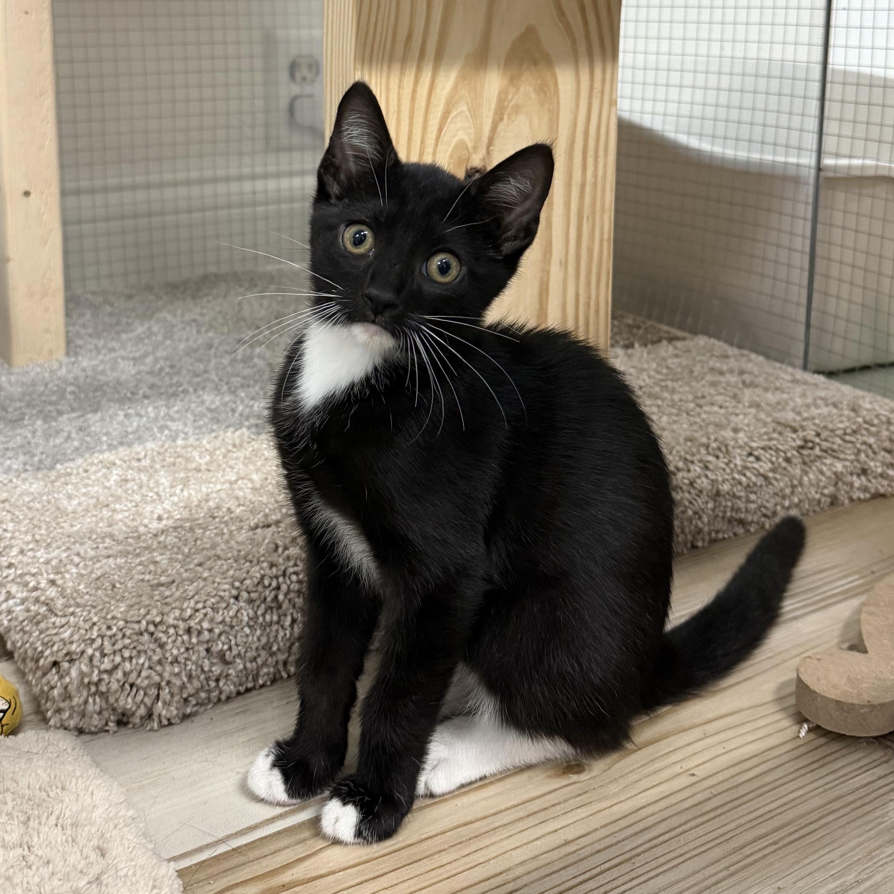 Astor, Adoptable, Kitten Male Domestic Short Hair.