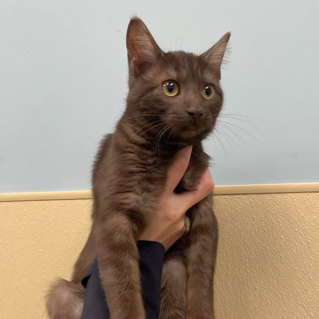 Godiva, Adoptable, Young Female Domestic Short Hair.