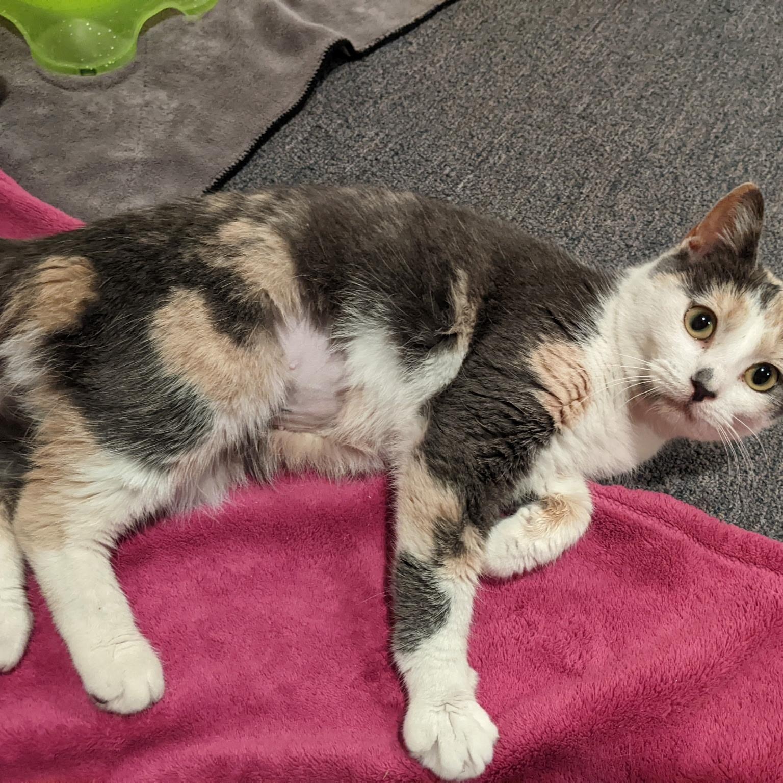 Enlarge Yoru, a ADOPTABLE Domestic Short Hair in Greenwood, IN image 1/6