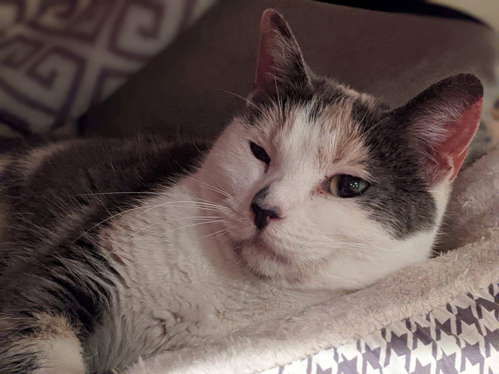 Enlarge Yoru, a ADOPTABLE Domestic Short Hair in Greenwood, IN image 4/6