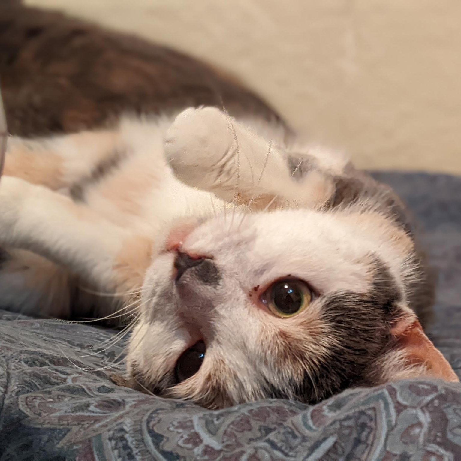 Enlarge Yoru, a ADOPTABLE Domestic Short Hair in Greenwood, IN image 2/6