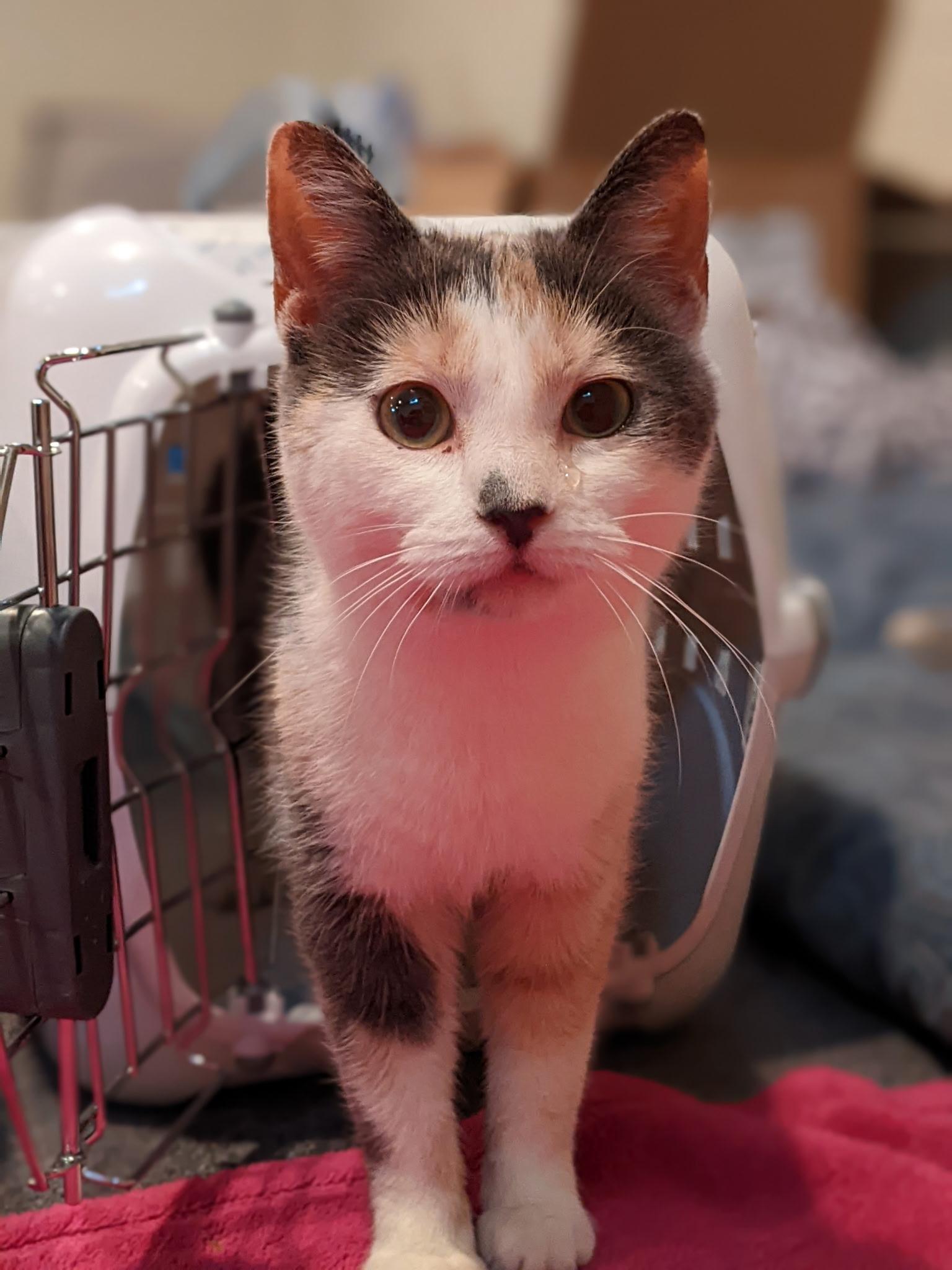 Enlarge Yoru, a ADOPTABLE Domestic Short Hair in Greenwood, IN image 5/6