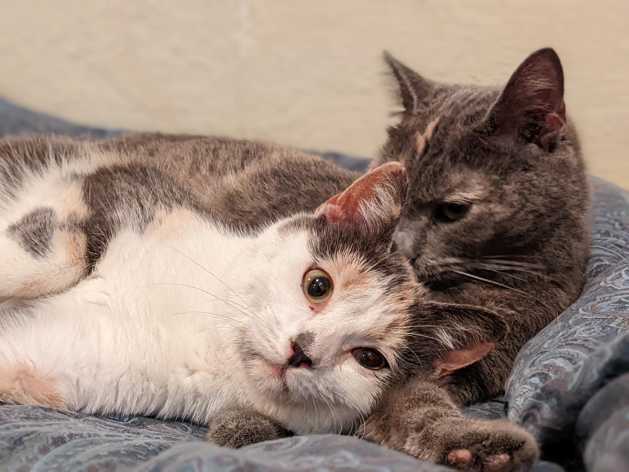 Enlarge Yoru, a ADOPTABLE Domestic Short Hair in Greenwood, IN image 6/6