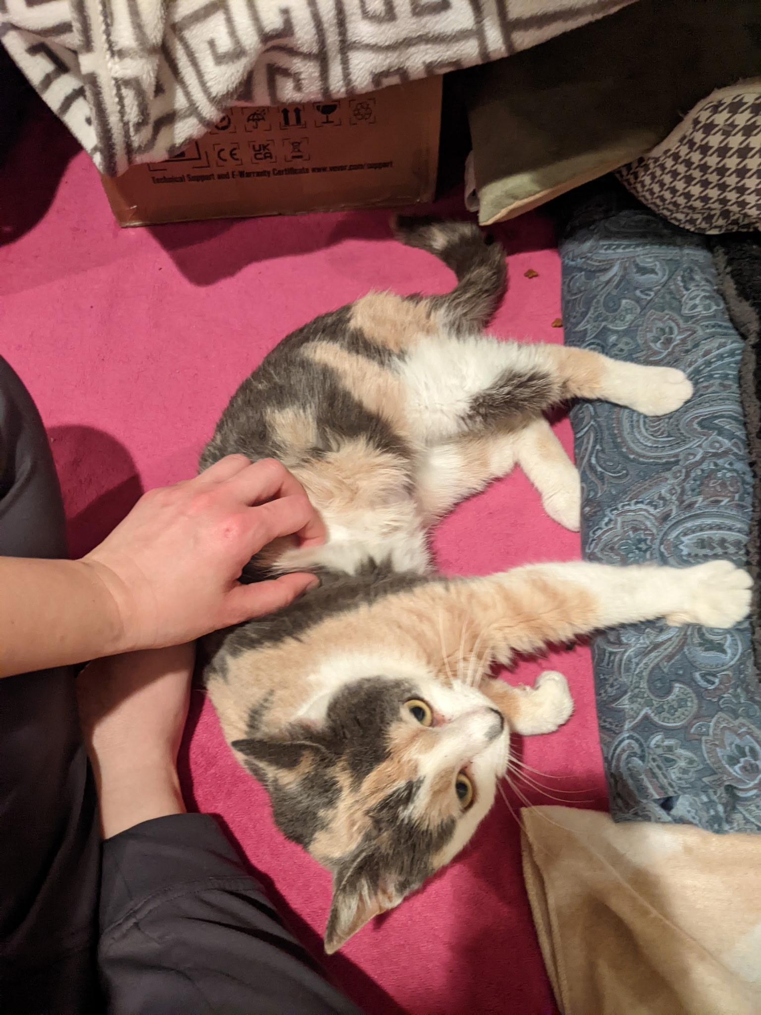 Enlarge Yoru, a ADOPTABLE Domestic Short Hair in Greenwood, IN image 3/6