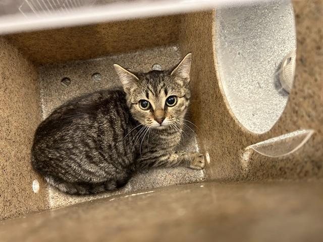 JETRAY, Adoptable, Young Female Domestic Short Hair.