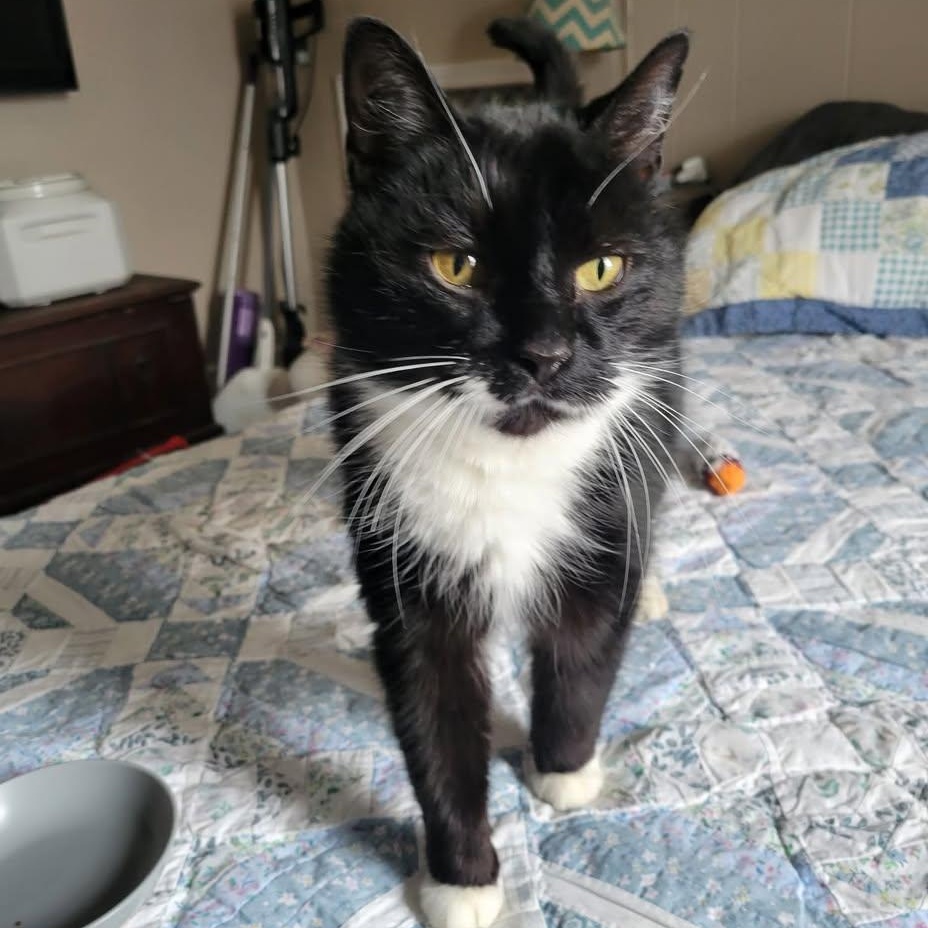 Trigger, ADOPTABLE, Young Male Tuxedo & Domestic Short Hair.