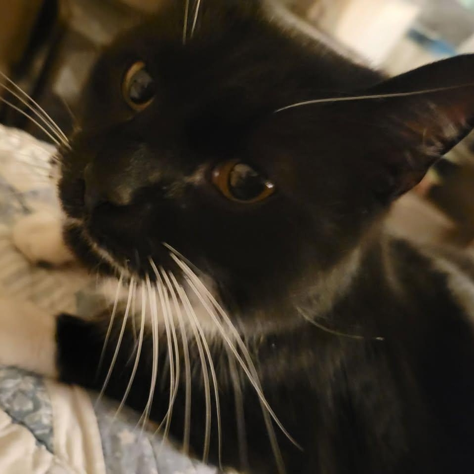 Enlarge Trigger, a ADOPTABLE Domestic Short Hair in East Amherst, NY image 4/5