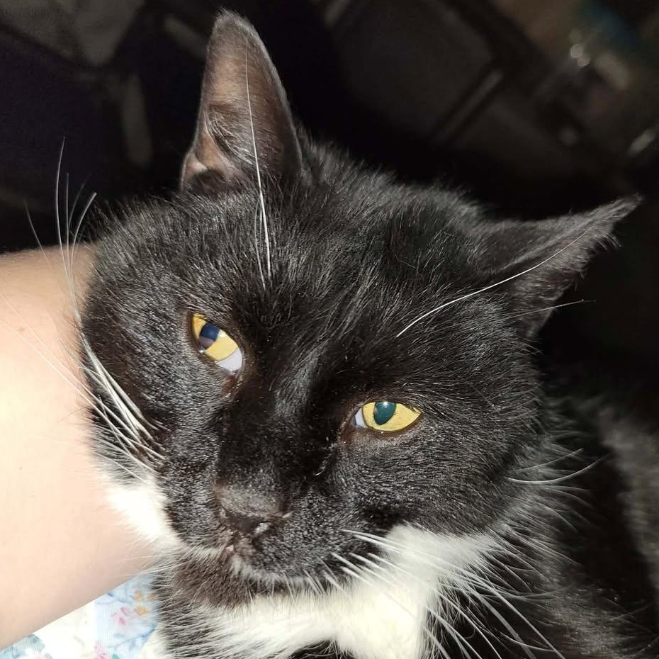 Enlarge Trigger, a ADOPTABLE Domestic Short Hair in East Amherst, NY image 4/5