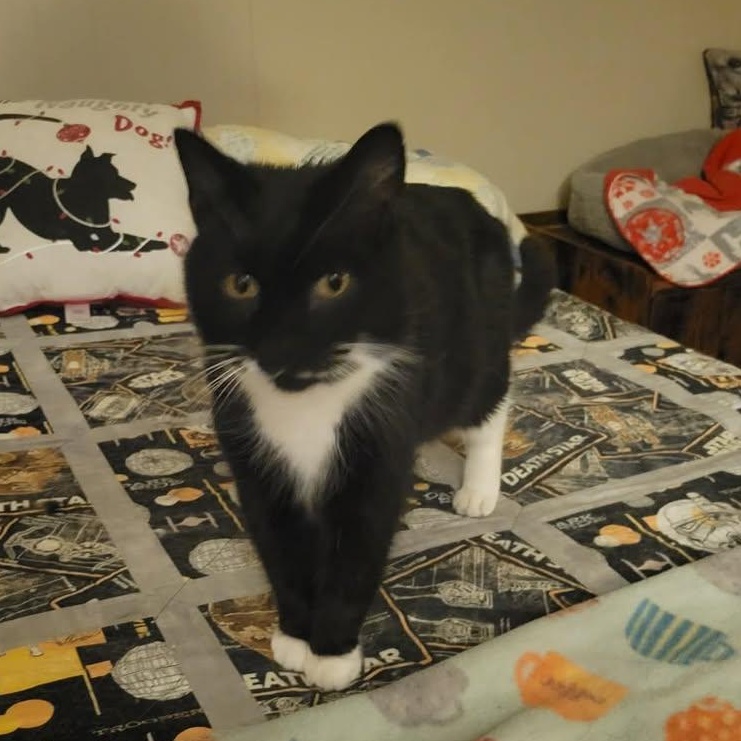 Enlarge Trigger, a ADOPTABLE Domestic Short Hair in East Amherst, NY image 3/5