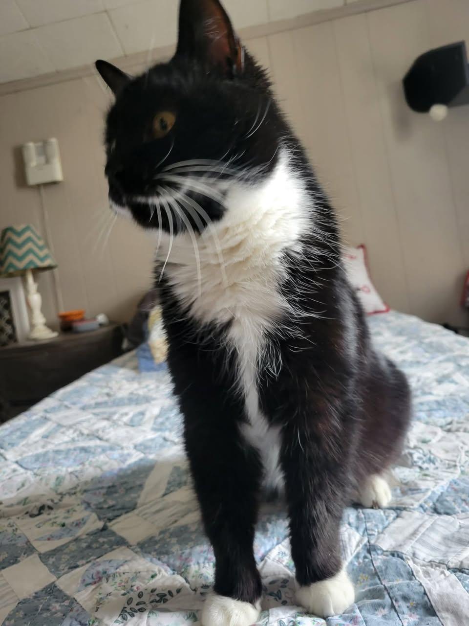 Enlarge Trigger, a ADOPTABLE Domestic Short Hair in East Amherst, NY image 2/5