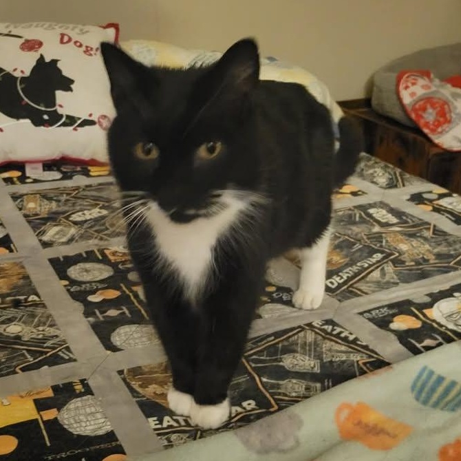 Enlarge Trigger, a ADOPTABLE Domestic Short Hair in East Amherst, NY image 2/5