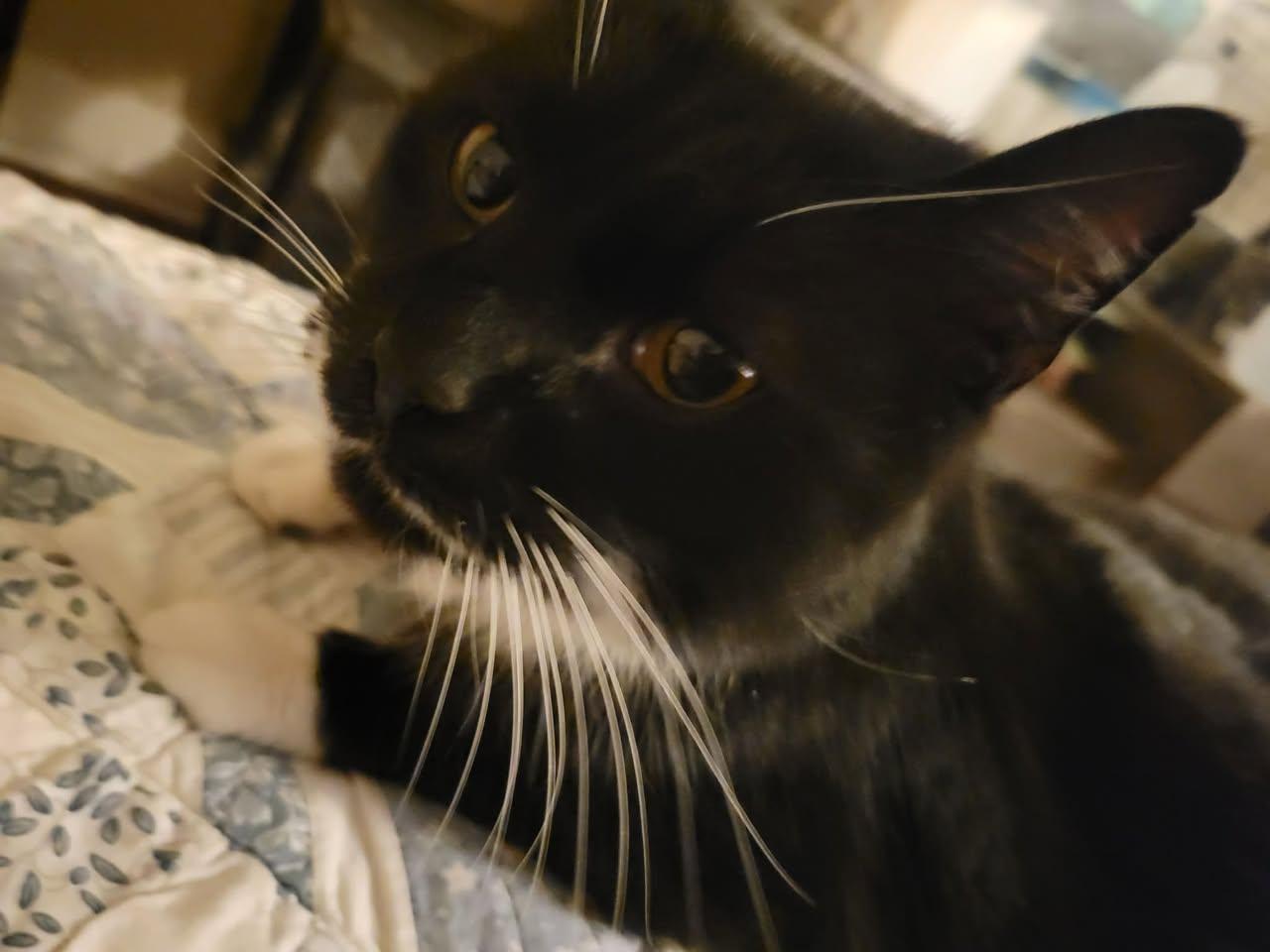 Enlarge Trigger, a ADOPTABLE Domestic Short Hair in East Amherst, NY image 5/5