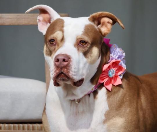 Enlarge Stella, a Adoptable mixed breed in Shreveport, LA image 1/1