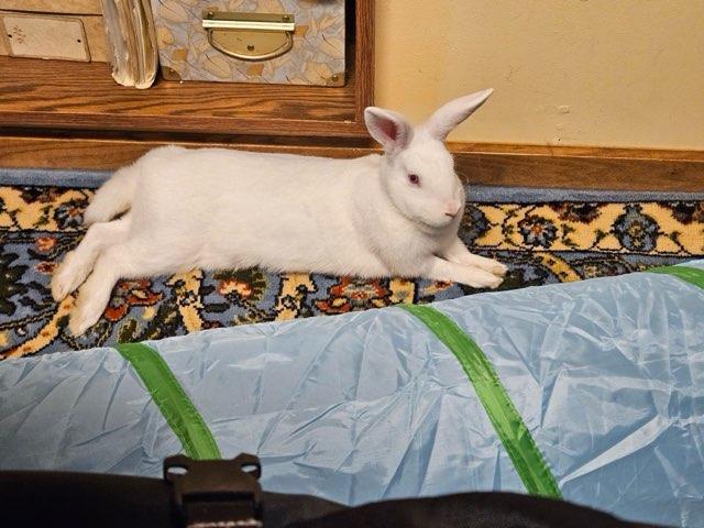 Enlarge Snowbelle, a Adoptable Florida White in Aurora, IL image 3/5