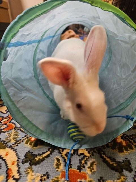 Enlarge Snowbelle, a Adoptable Florida White in Aurora, IL image 4/5