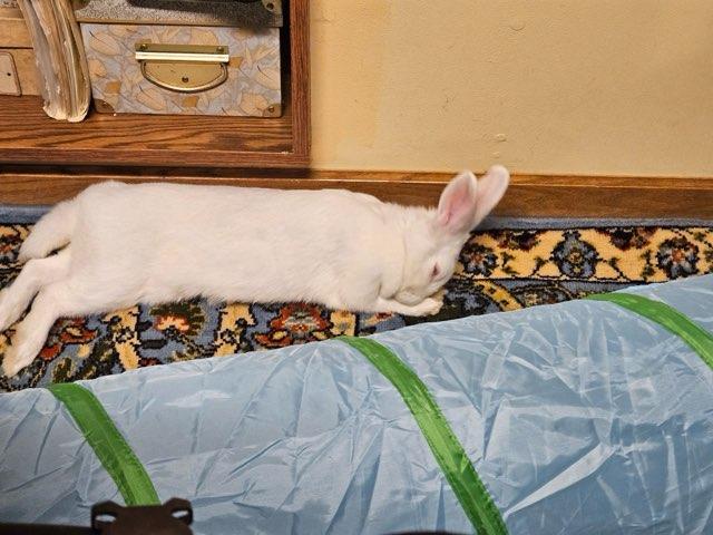 Enlarge Snowbelle, a Adoptable Florida White in Aurora, IL image 5/5
