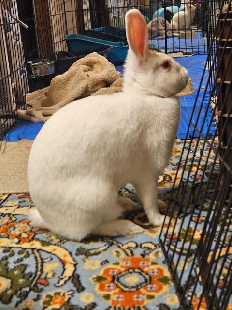 Enlarge Snowbelle, a Adoptable Florida White in Aurora, IL image 1/5