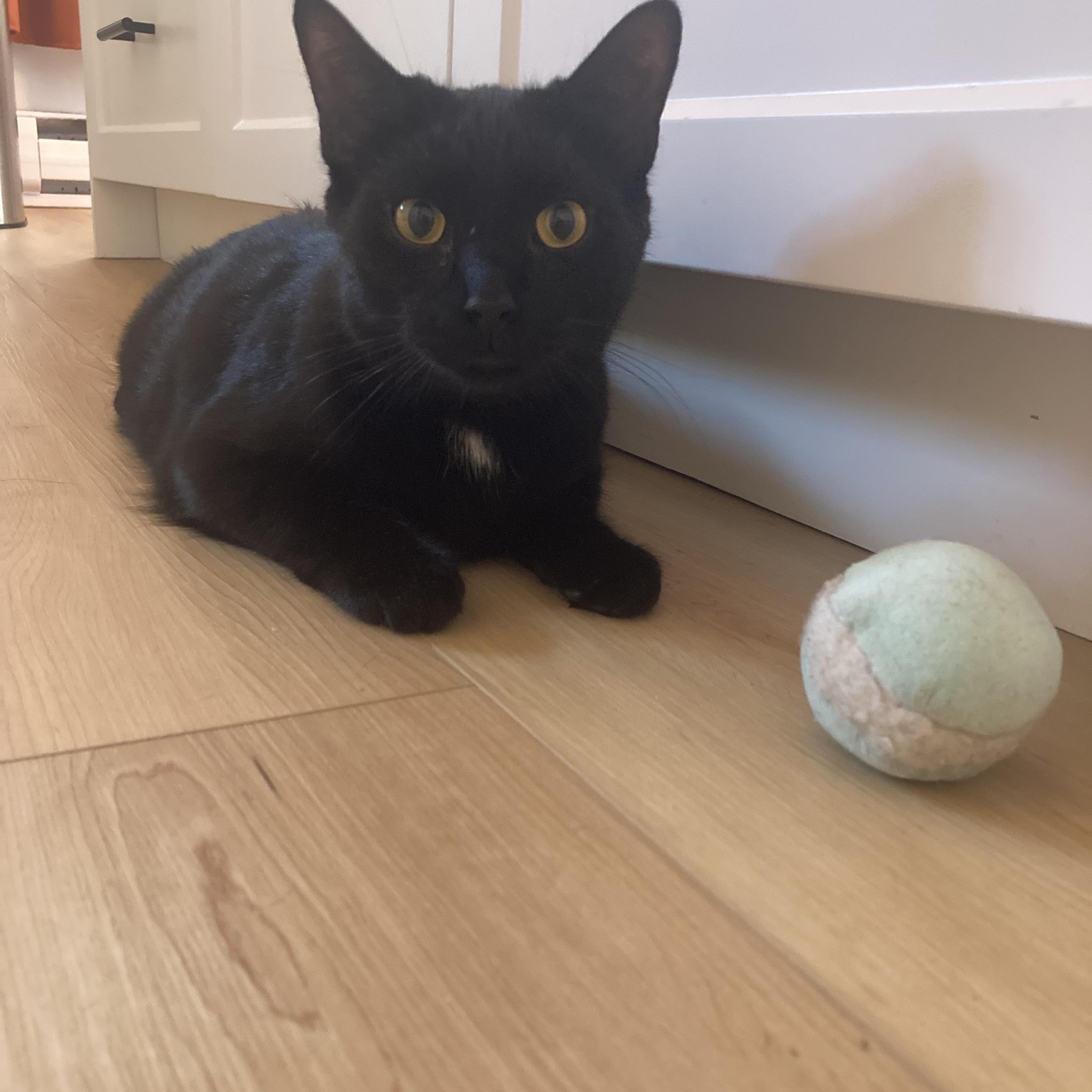 Enlarge Flow (Ebène), a Adoptable Domestic Short Hair in Terrebonne, QC image 4/6