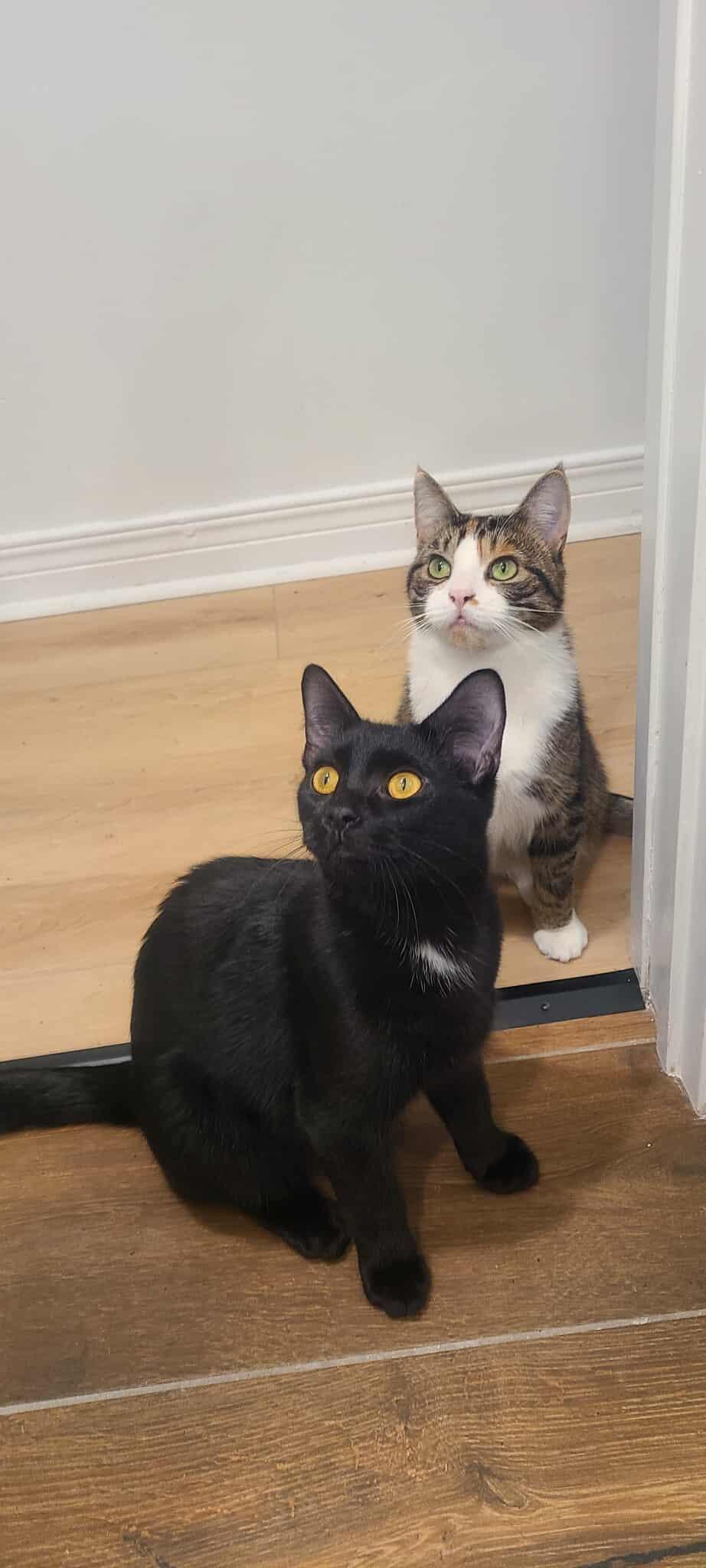 Enlarge Ebène, a Adoptable Domestic Short Hair in Terrebonne, QC image 1/6