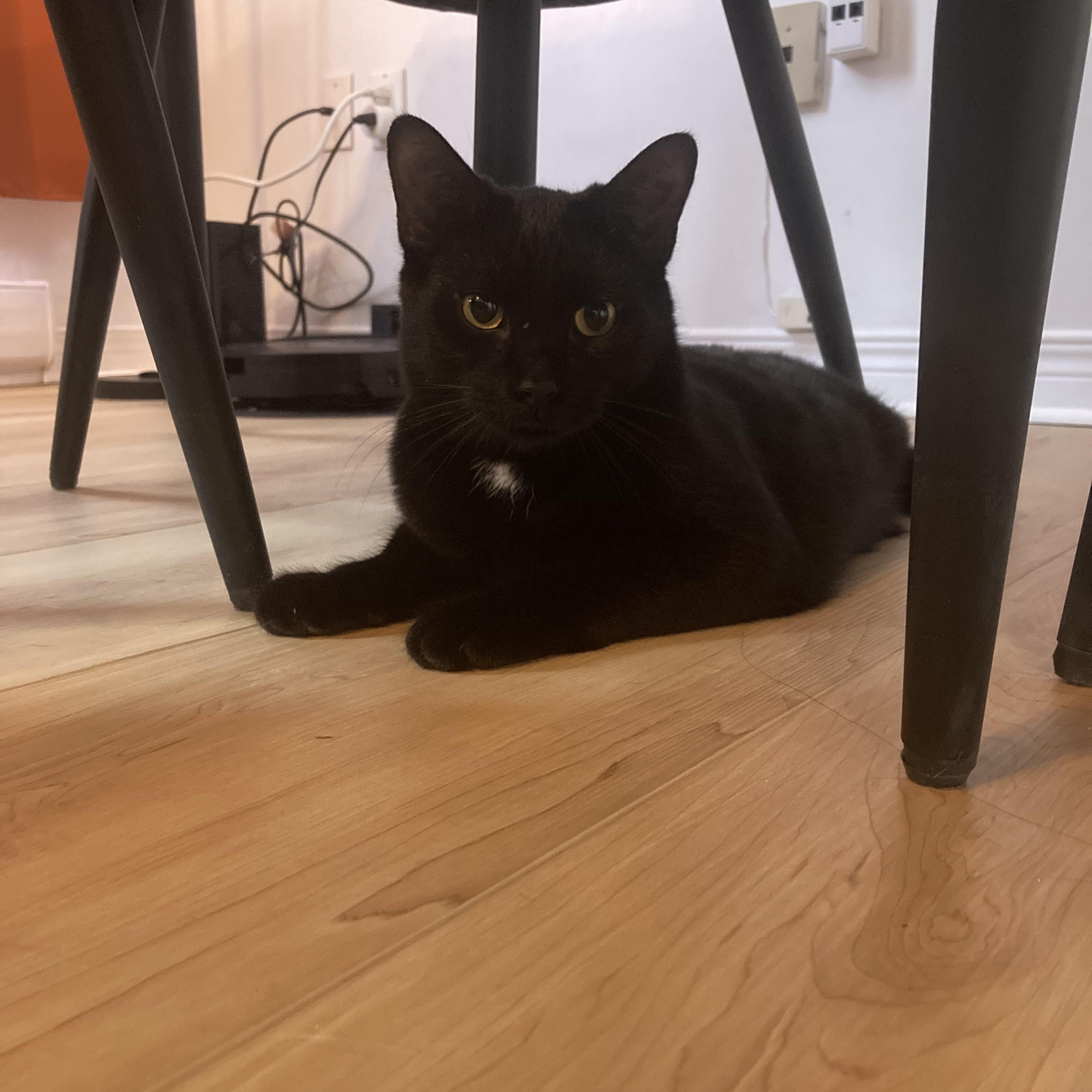 Enlarge Flow (Ebène), a Adoptable Domestic Short Hair in Terrebonne, QC image 5/6