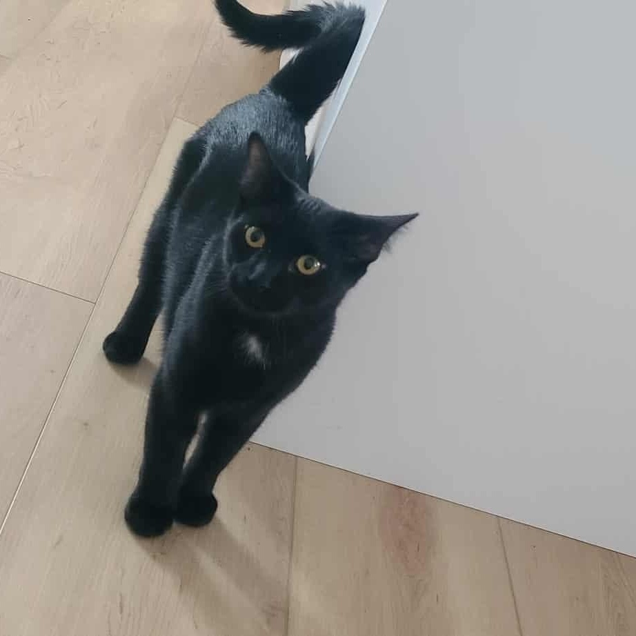 Enlarge Ebène, a Adoptable Domestic Short Hair in Terrebonne, QC image 5/6