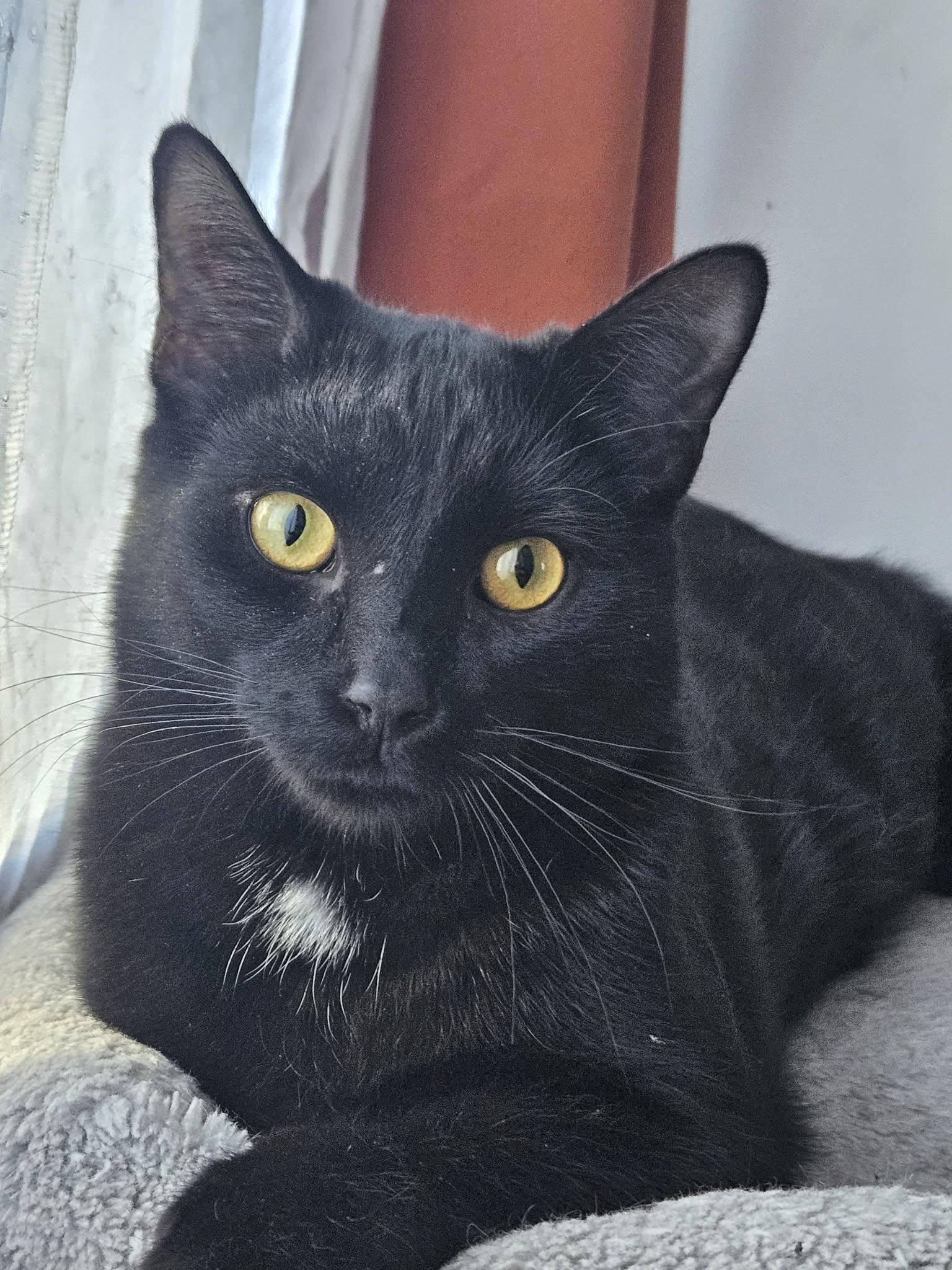 Enlarge Ebène, a Adoptable Domestic Short Hair in Terrebonne, QC image 1/6