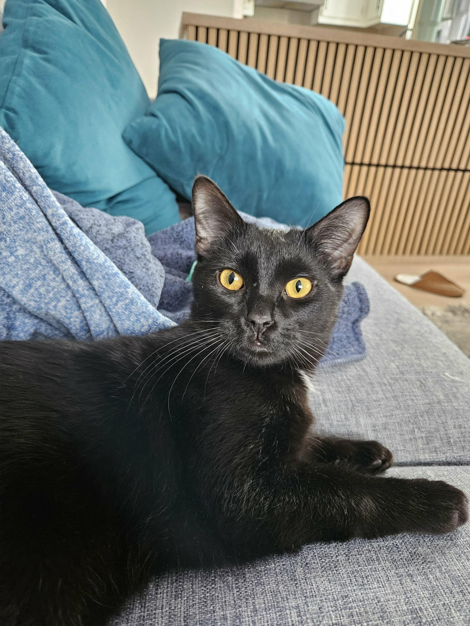 Ebène, Adoptable, Kitten Male Domestic Short Hair.