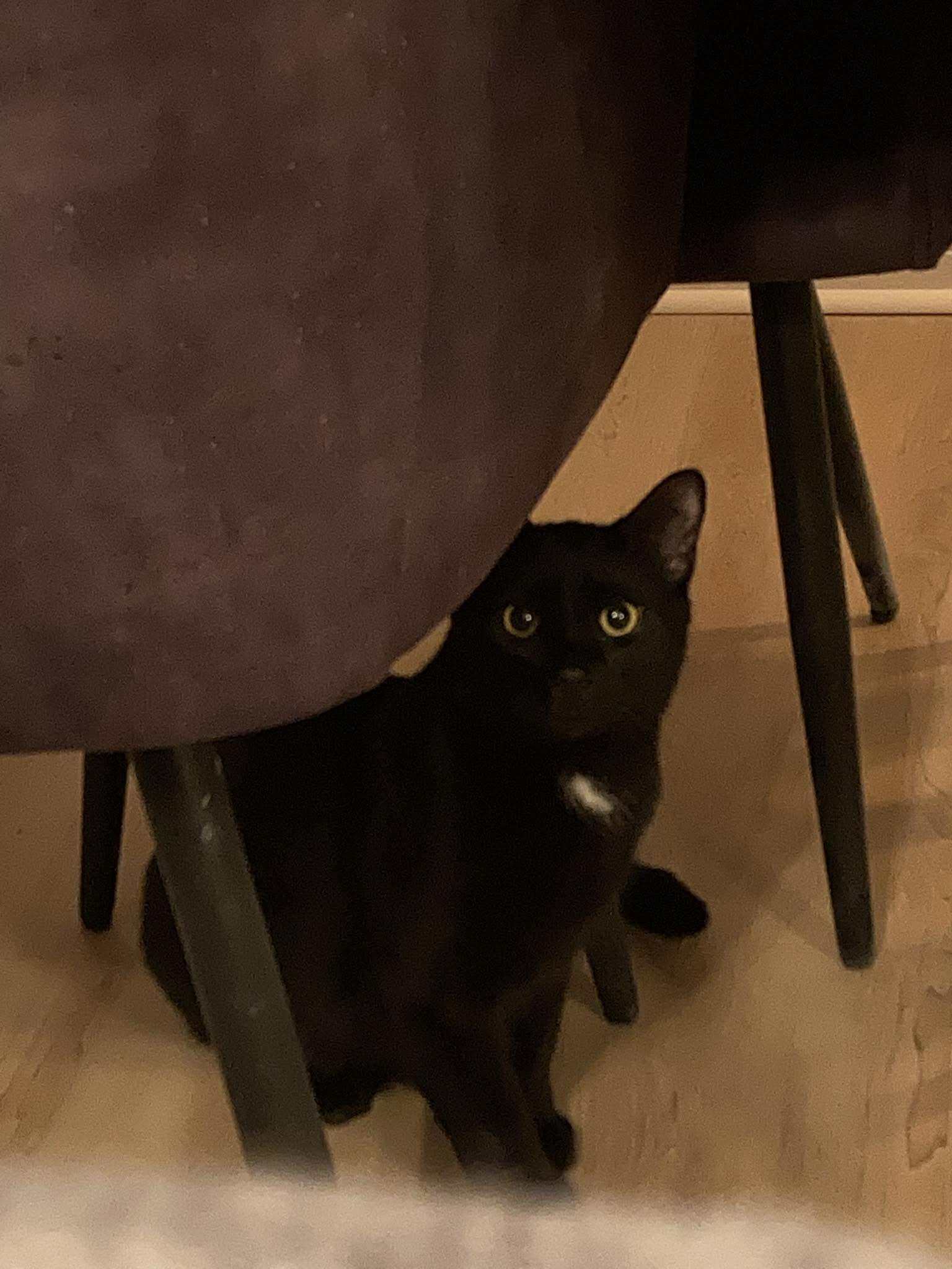 Enlarge Ebène, a Adoptable Domestic Short Hair in Terrebonne, QC image 6/6